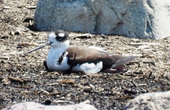 Himantopus mexicanus