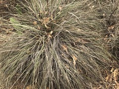Muhlenbergia macroura
