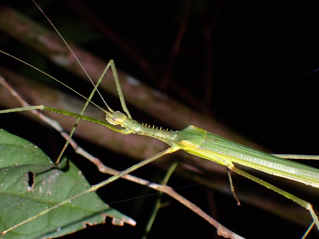 Gargantuoidea tessellata