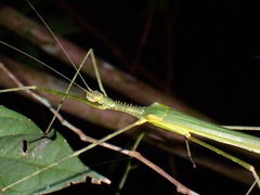 Gargantuoidea tessellata