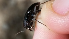 Dromochorus belfragei