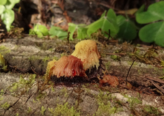 Stemonitis axifera