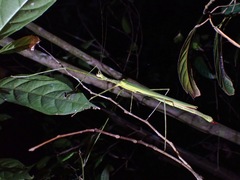 Gargantuoidea tessellata