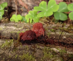 Stemonitis axifera
