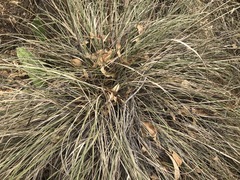 Muhlenbergia macroura
