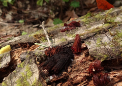 Stemonitis axifera