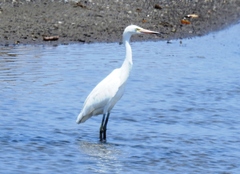 Egretta rufescens