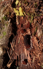 Stemonitis axifera