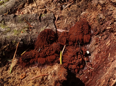Stemonitis axifera