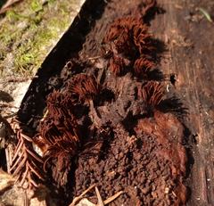 Stemonitis axifera