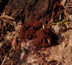 Stemonitis axifera