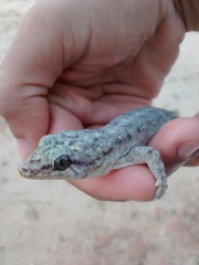 Phyllopezus pollicaris