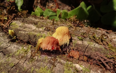 Stemonitis axifera