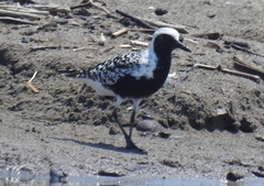 Pluvialis squatarola