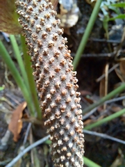 Anthurium ranchoanum
