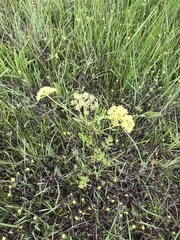 Polytaenia nuttallii
