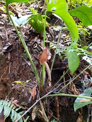 Anthurium ranchoanum