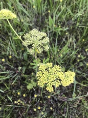 Polytaenia nuttallii