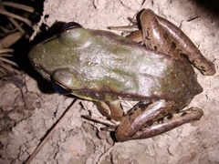 Lithobates palmipes