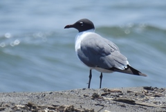 Leucophaeus atricilla