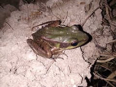 Lithobates palmipes