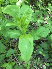 Asclepias quadrifolia