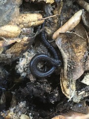 Batrachoseps nigriventris