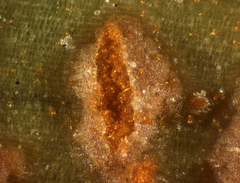 Uromyces transversalis