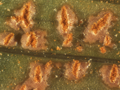 Uromyces transversalis