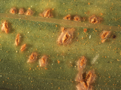 Uromyces transversalis