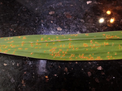 Uromyces transversalis