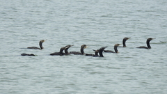 Nannopterum brasilianum