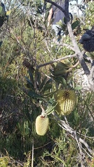 Banksia lemanniana