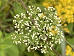 Thaspium chapmanii