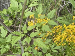 Thaspium chapmanii