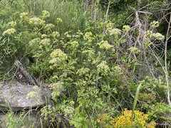 Thaspium chapmanii