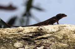 Anolis sagrei
