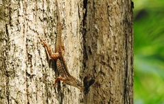 Anolis sagrei