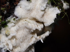 Dentipellicula leptodon