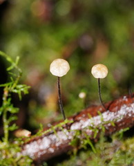 Marasmius alveolaris
