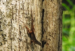 Anolis sagrei
