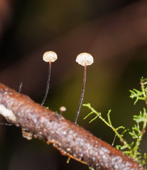 Marasmius alveolaris