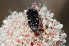Acmaeodera angelica