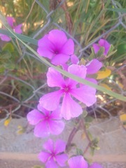 Catharanthus roseus