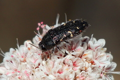 Acmaeodera angelica