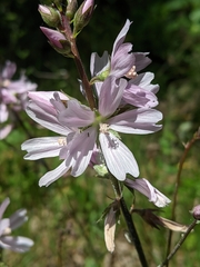 Sidalcea virgata