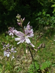 Sidalcea virgata