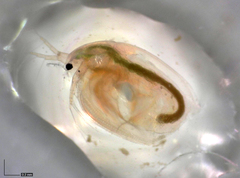 Simocephalus