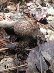 Lycoperdon nigrescens
