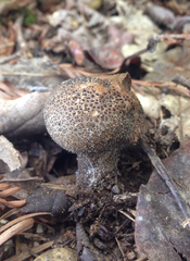 Lycoperdon nigrescens
